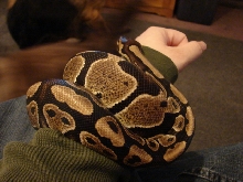 Indigo my female BP
