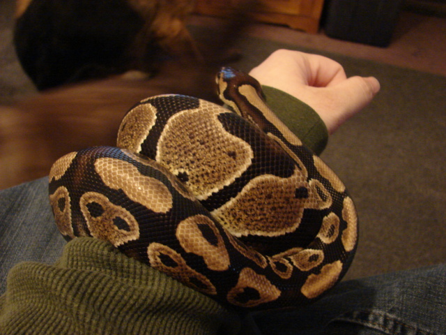 Indigo my female BP