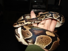 Indigo my female BP