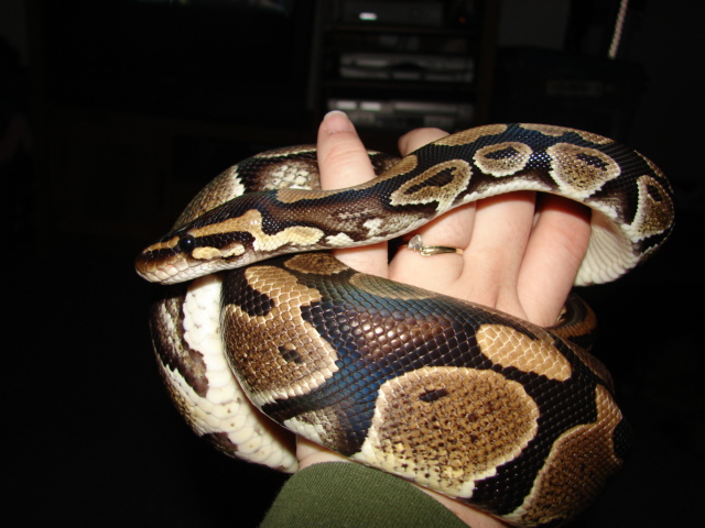 Indigo my female BP