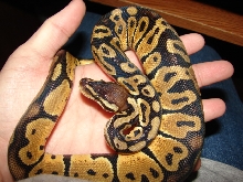 Hudini my male pastel
