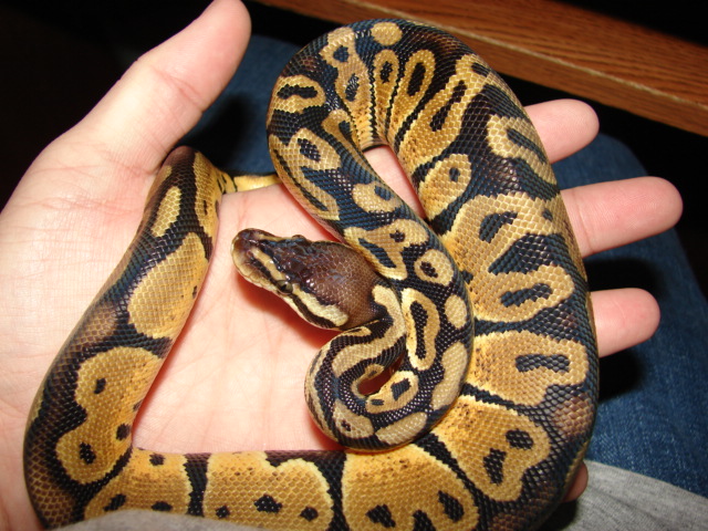 Hudini my male pastel