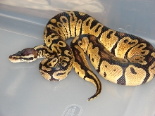 Hudini my male pastel