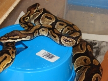 Hudini & Violet