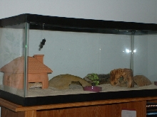 my leos enclosure