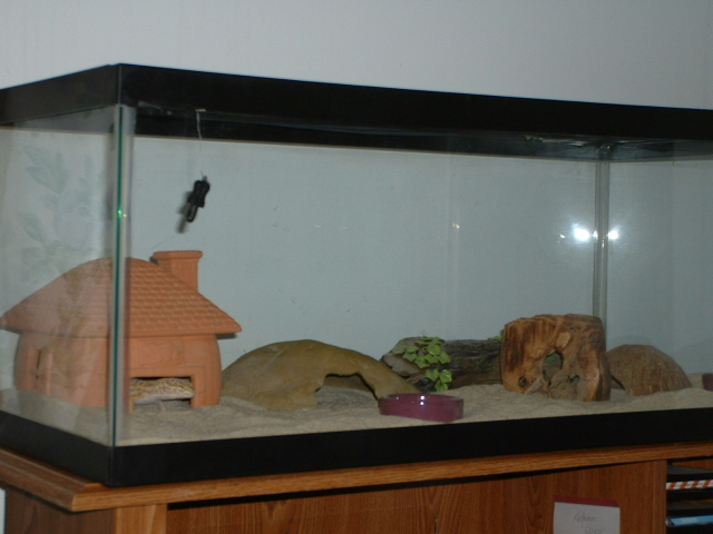 my leos enclosure
