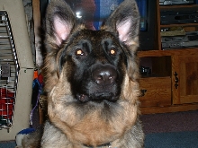 my boy Apollo
