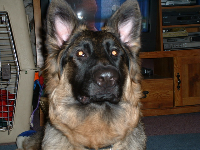 my boy Apollo