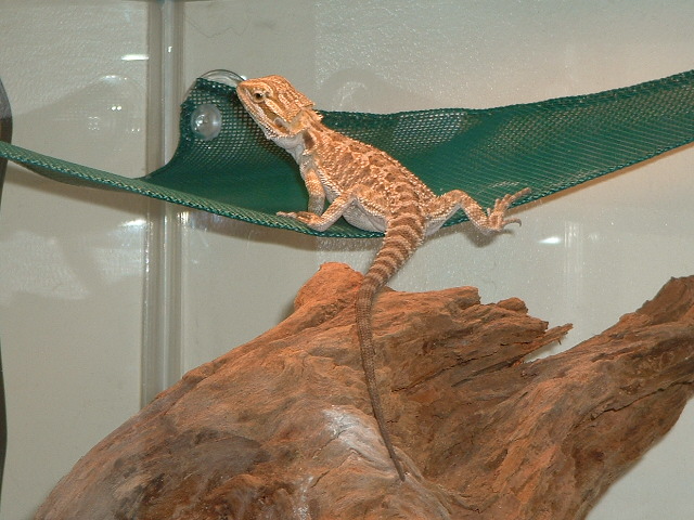 Kermit hammock