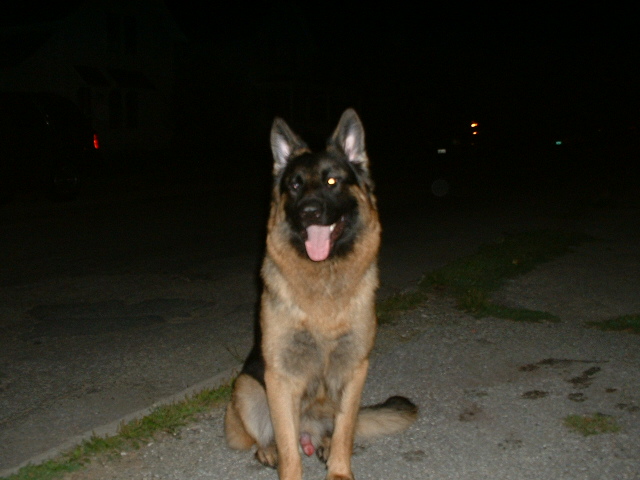 My handsome boy Apollo