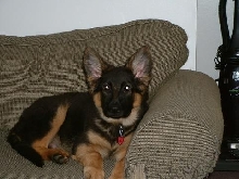 Apollo when he was 3mos