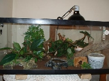 australian velvet geckos set up