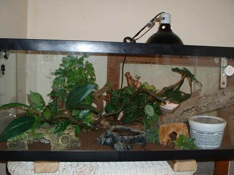 australian velvet geckos set up