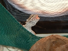 Kermit tongue