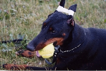My dog Devil as a pup.