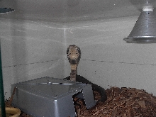 Monacle cobra