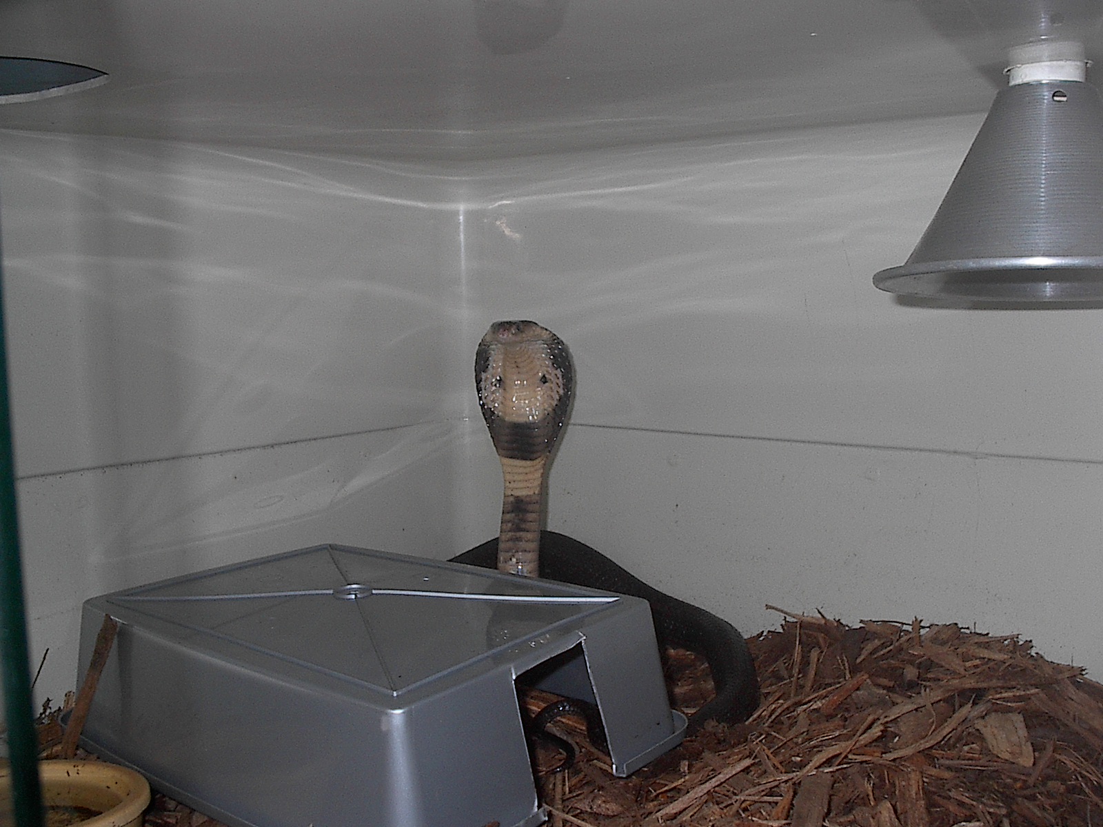 Monacle cobra