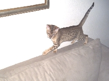 Envy on the couch