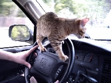 Envy helps drive