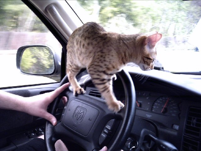 Envy helps drive