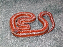 Rootsrock hypo rosy