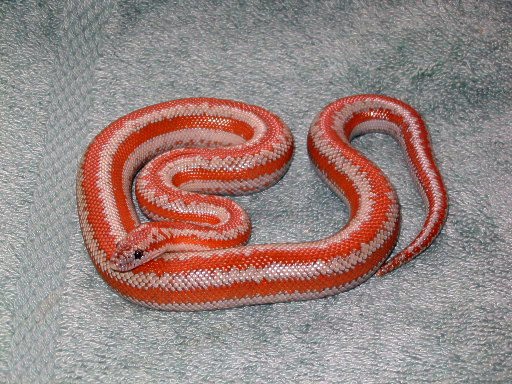 Rootsrock hypo rosy