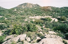 Habitat shot