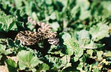 Elfin forest rattler