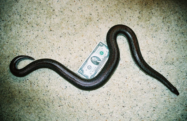 Big mama $2 bill