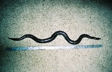 Big Mama ruler