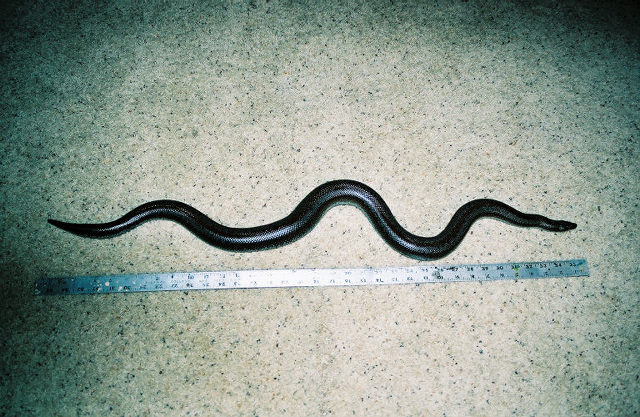 Big Mama ruler