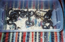 8 babies together 2