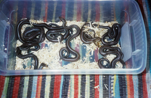 8 babies together 2