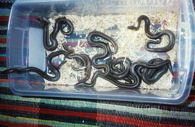 8 babies together 1
