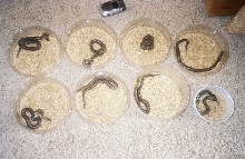 8 babies deli cups