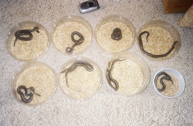 8 babies deli cups