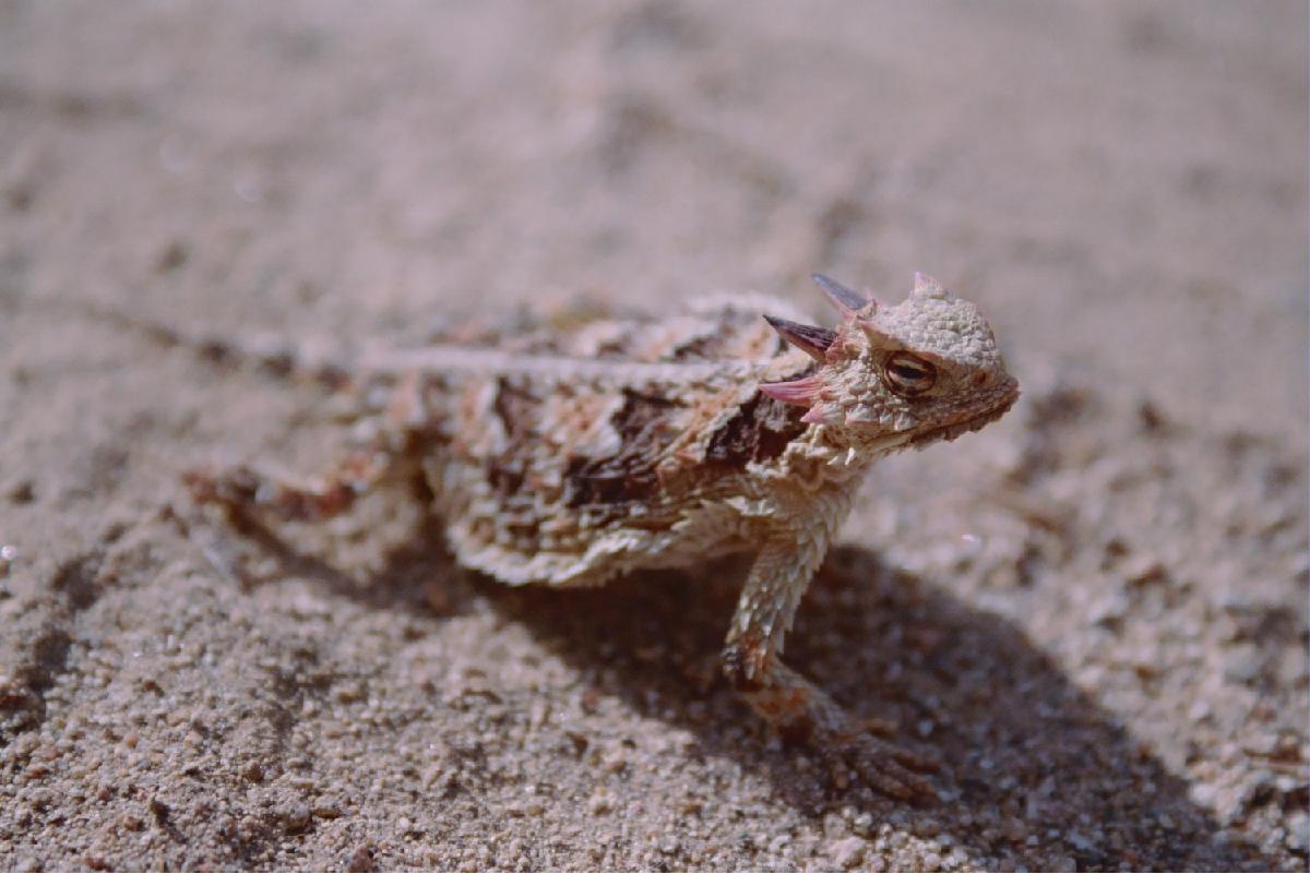 Horny Toad 1