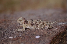 Horny Toad 2