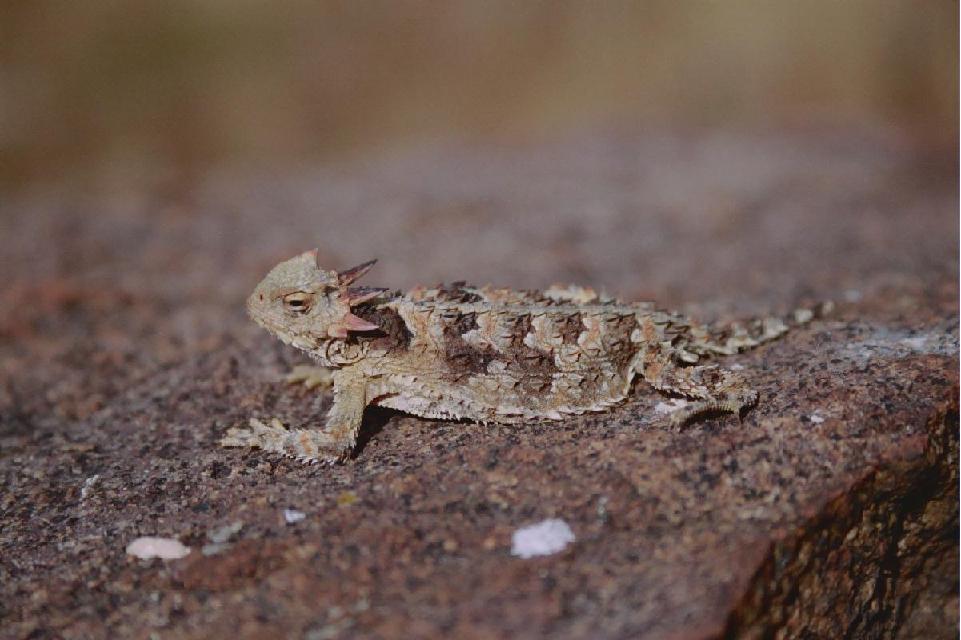 Horny Toad 2