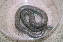 Borrego female 1