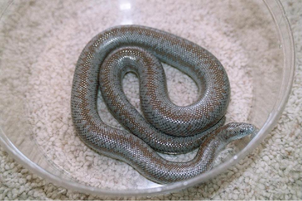Borrego female 1