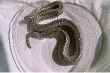 Borrego female 2