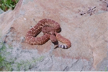 Red On Rock 3