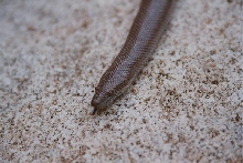 Rosy Head shot on rock
