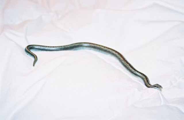 coastal rosy boa