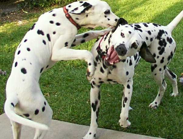Boyz at Play