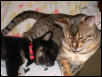 Bosco 4 - Bosco and Bailey
