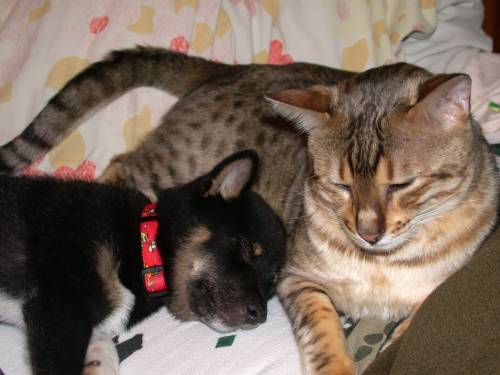 Bosco 4 - Bosco and Bailey