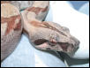 Salmon Female Pic 6