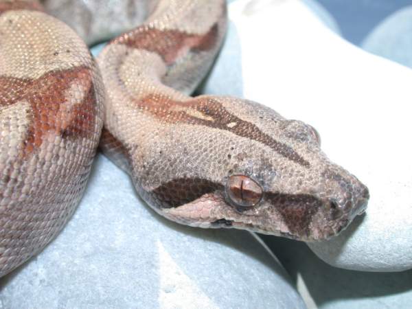 Salmon Female Pic 6